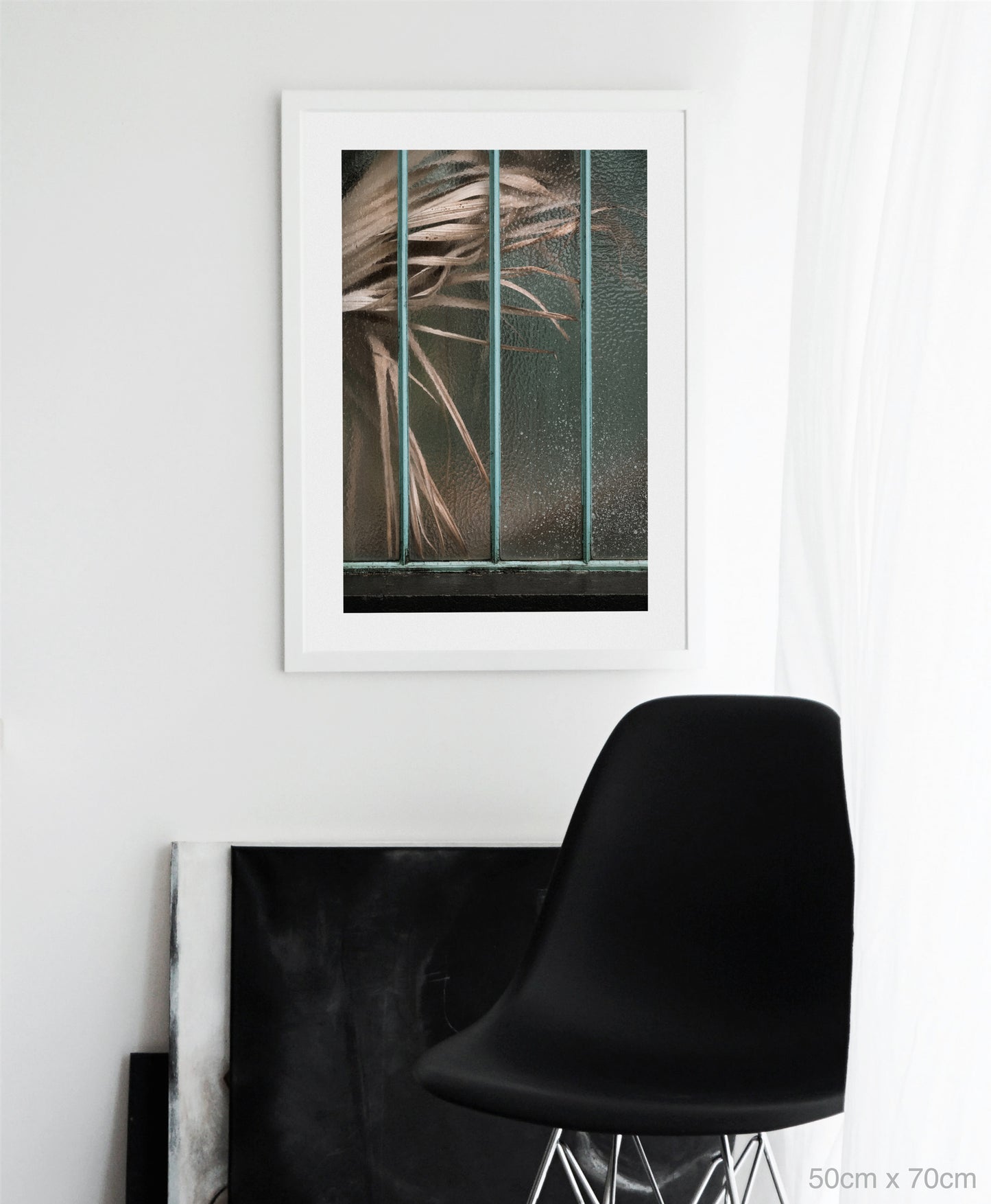 Arecaceae livistonia II