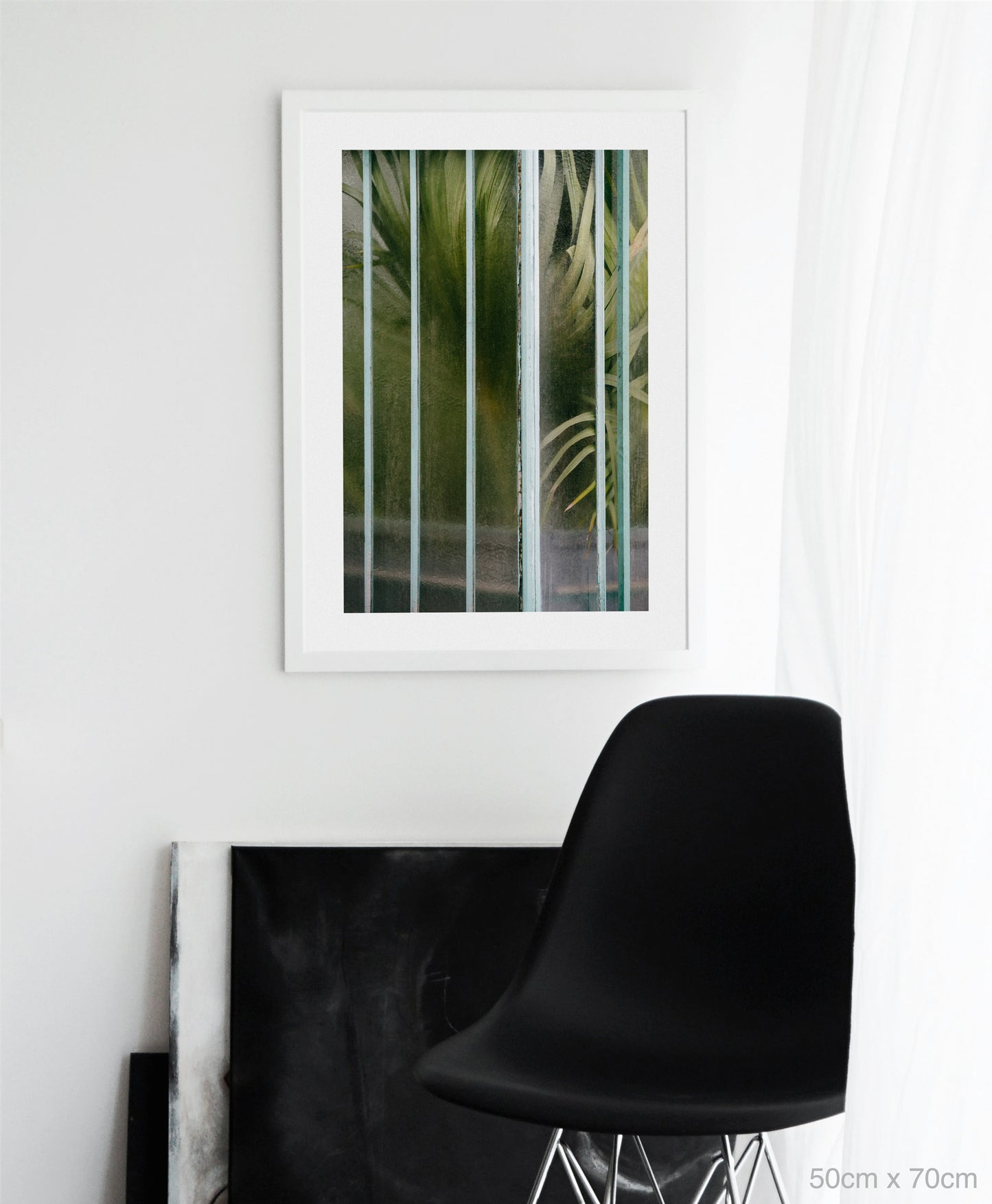 Arecaceae livistonia I