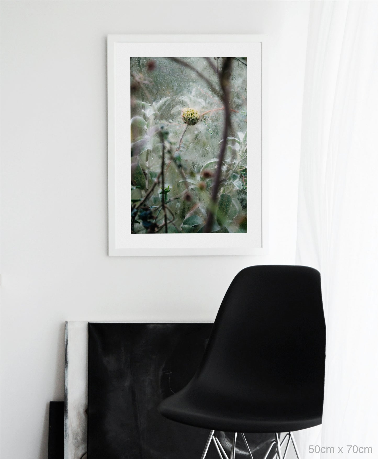 Lamiaceae Phlomis fruticosa