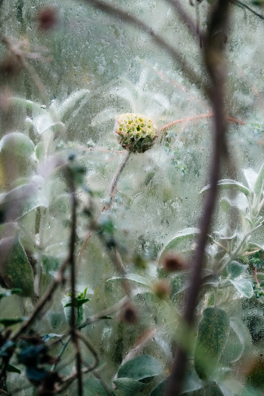 Lamiaceae Phlomis fruticosa